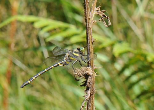 Cordulegaster boltonii