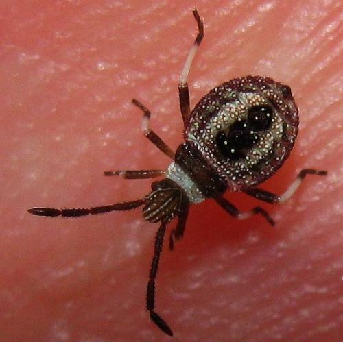 Anoplocerus sp.