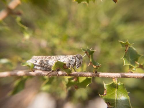 Calliptamus sp.