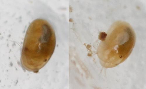Cypricercus sp.