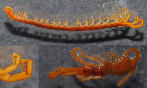 Cryptops hortensis