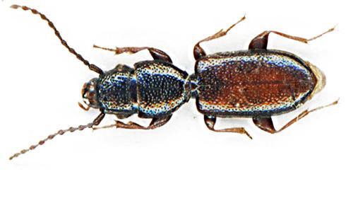 Cymbionotum semelederi