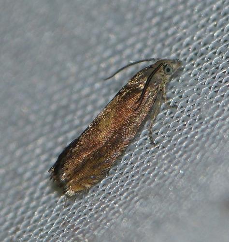 Réf. 152 146 : Dichrorampha sp.