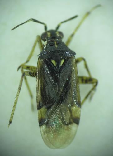 Dicyphus geniculatus
