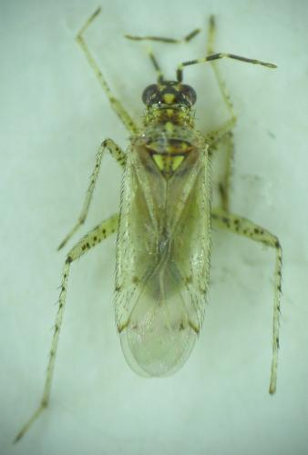 Dicyphus albonasutus