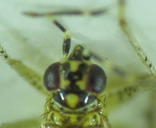 Dicyphus albonasutus
