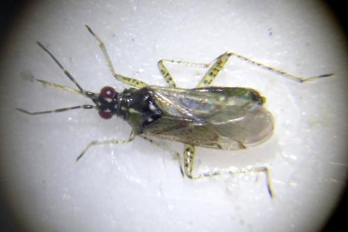 Dicyphus annulatus