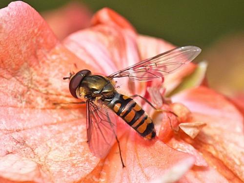 Réf. 152 721 : Episyrphus balteatus