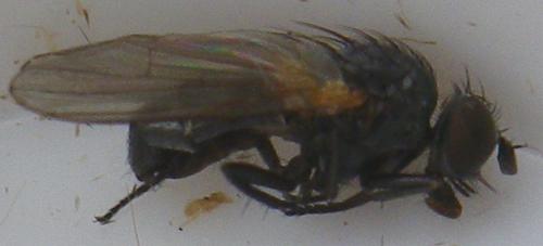 Fannia sp.