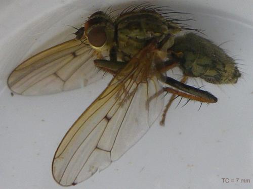 Scathophaga stercoraria