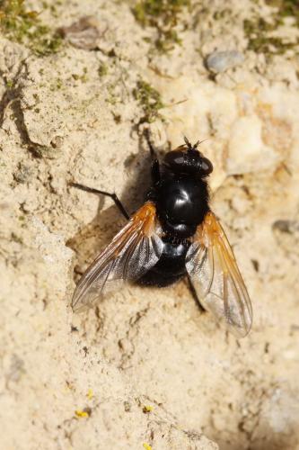 Mesembrina meridiana