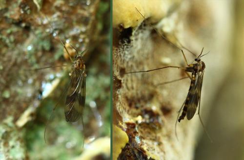 Ditomyia fasciata