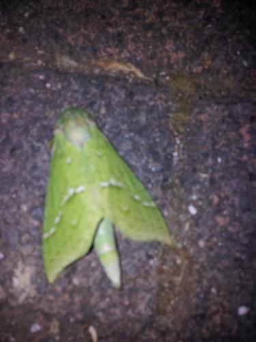 Aenetus virescens
