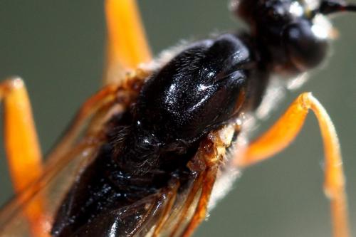 Dolichomitus mesocentrus