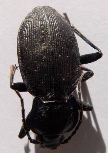 Réf. 152 563 : Carabus problematicus
