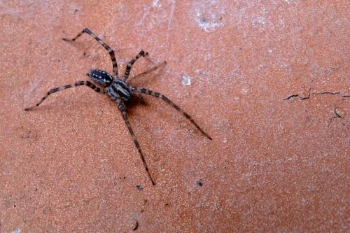 Tegenaria sp.