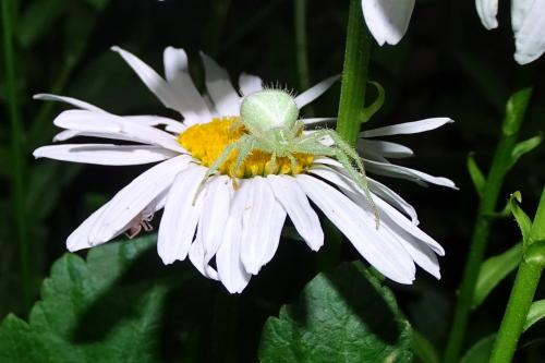 Heriaeus hirtus