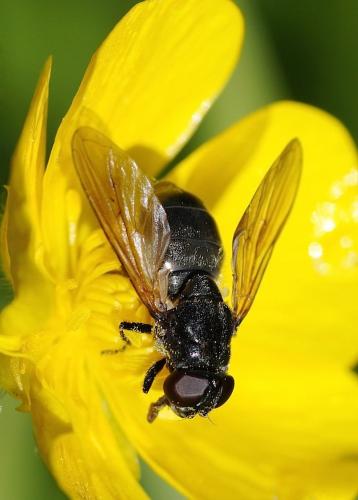Réf. 152 393 : Cheilosia sp.