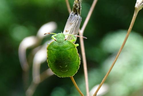 Palomena prasina