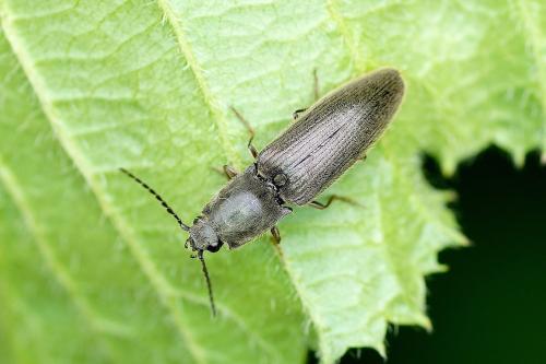 Réf. 152 362 : Athous haemorrhoidalis