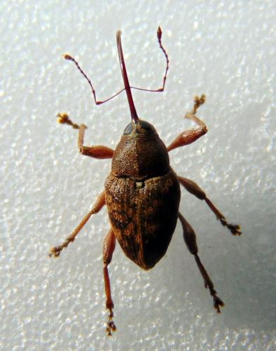 Curculio glandium