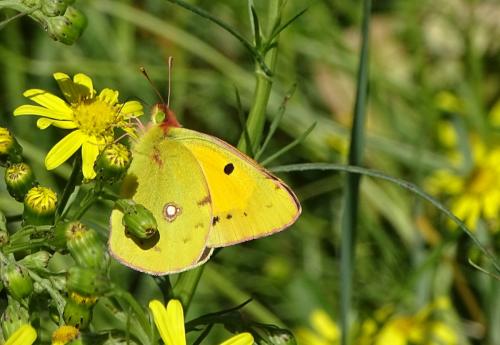 Colias croceus