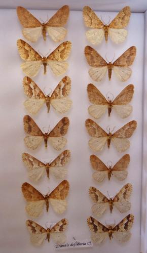 Erannis defoliaria