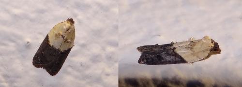 Réf. 152 634 : Acleris variegana