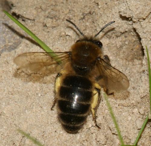 Réf. 152 163 : Colletes cunicularius