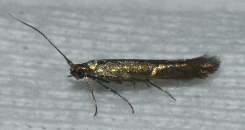 Coleophora sp.