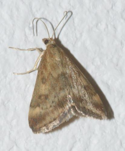 Pyrausta despicata