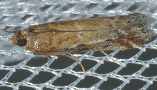 Delplanqueia sp.