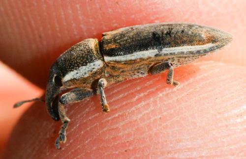 Réf. 152 918 : Lixus ochraceus