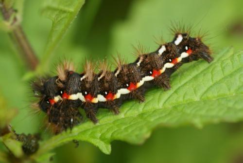 Réf. 152 749 : Acronicta rumicis