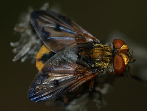 Ectophasia crassipennis