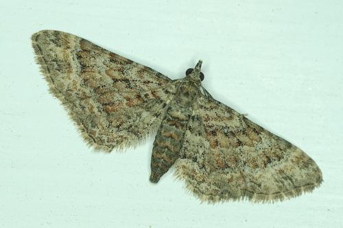Gymnoscelis rufifasciata