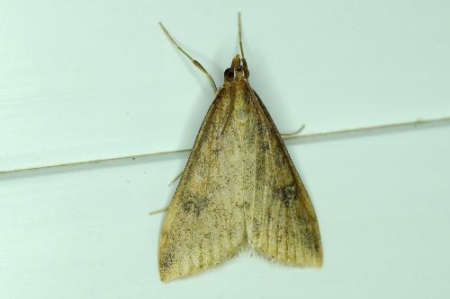 Réf. 152 912 : Udea ferrugalis
