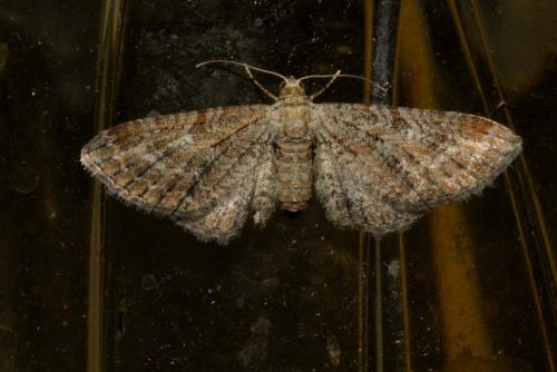 Réf. 152 780 : Eupithecia vulgata