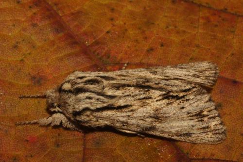 Réf. 152 183 : Asteroscopus sphinx