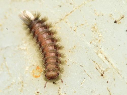 Réf. 152 060 : Polyxenus lagurus