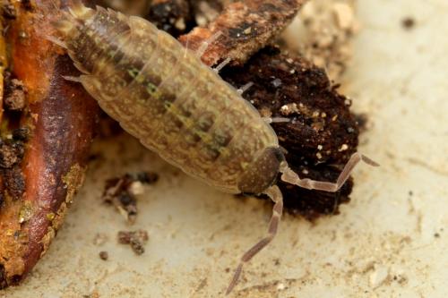 Acaeroplastes melanurus