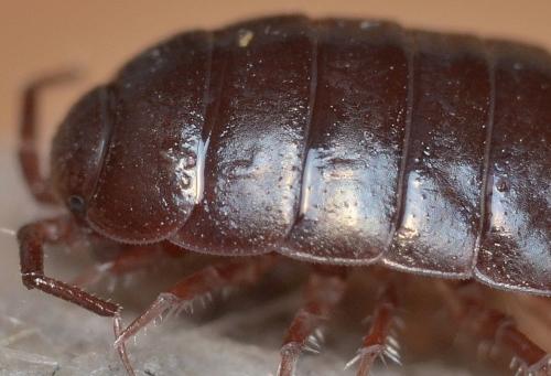 Réf. 152 392 : Oritoniscus sp.