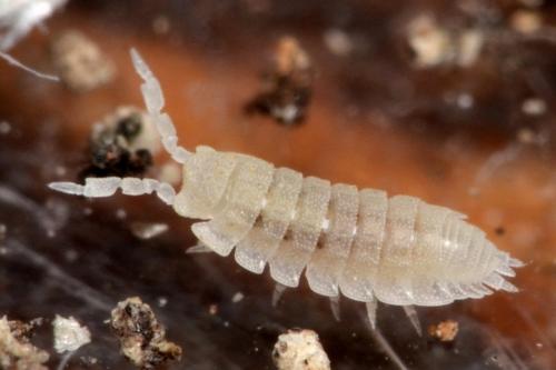 Platyarthrus caudatus