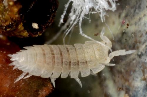 Platyarthrus caudatus