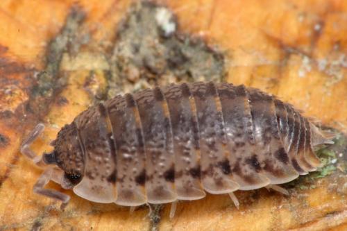 Porcellio lamellatus