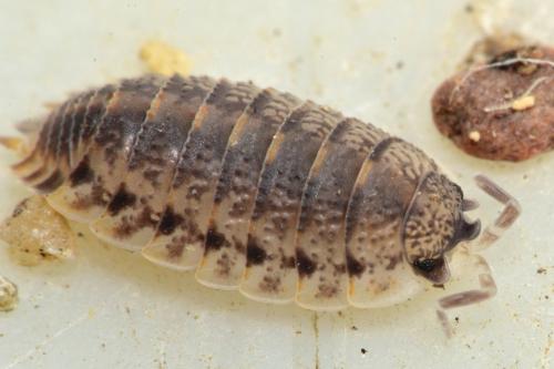 Porcellio lamellatus