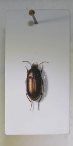 Amara aenea