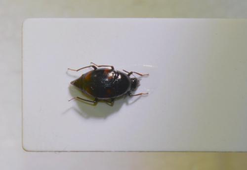 Scaphidium quadrimaculatum