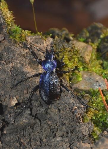 Réf. 152 832 : Carabus problematicus