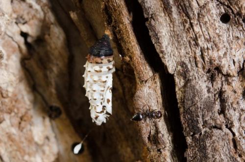 Melitaea didyma